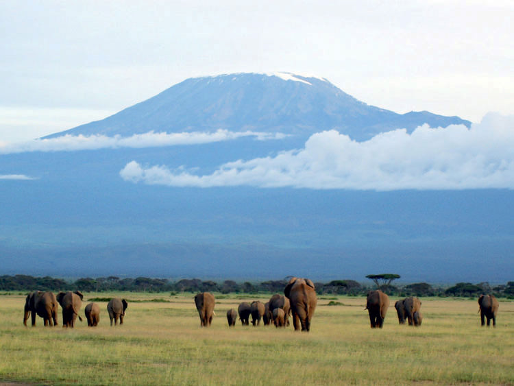 Elephants In  Amboseli   Credit  Suzanne  Seyghal