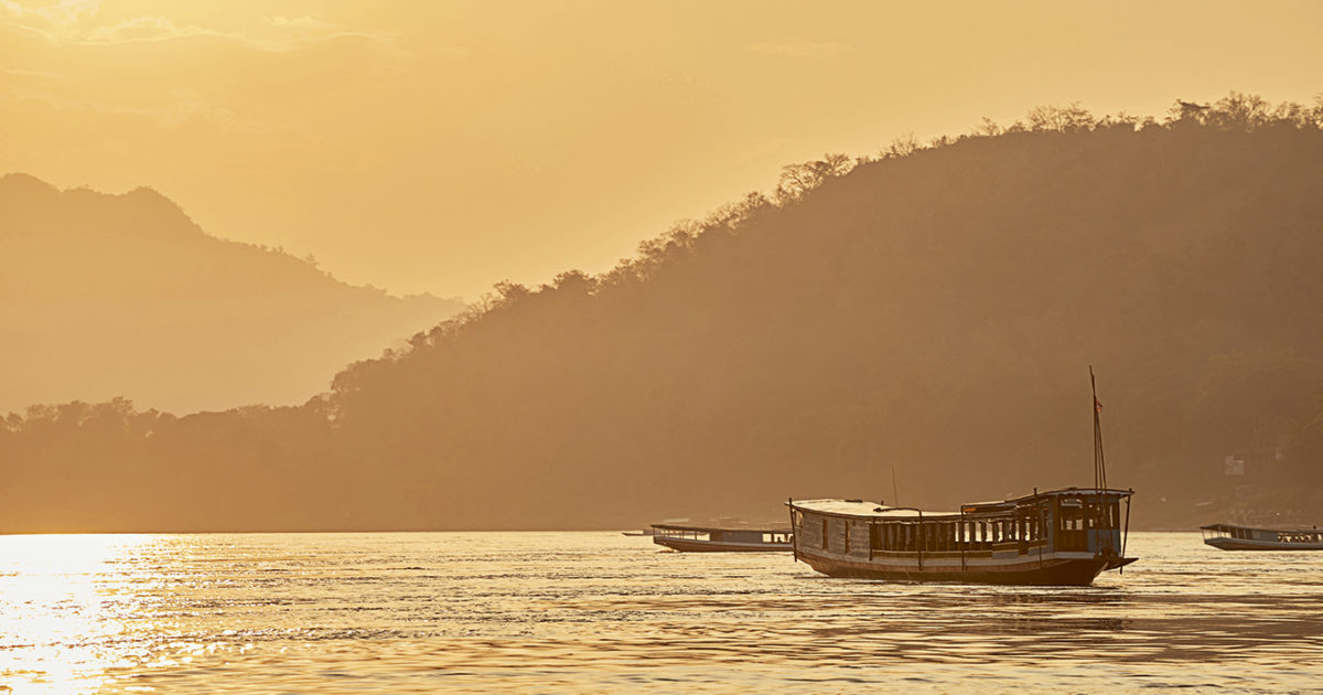 Premium Photo  Smoky jungle at dawn with mist rising from the ground