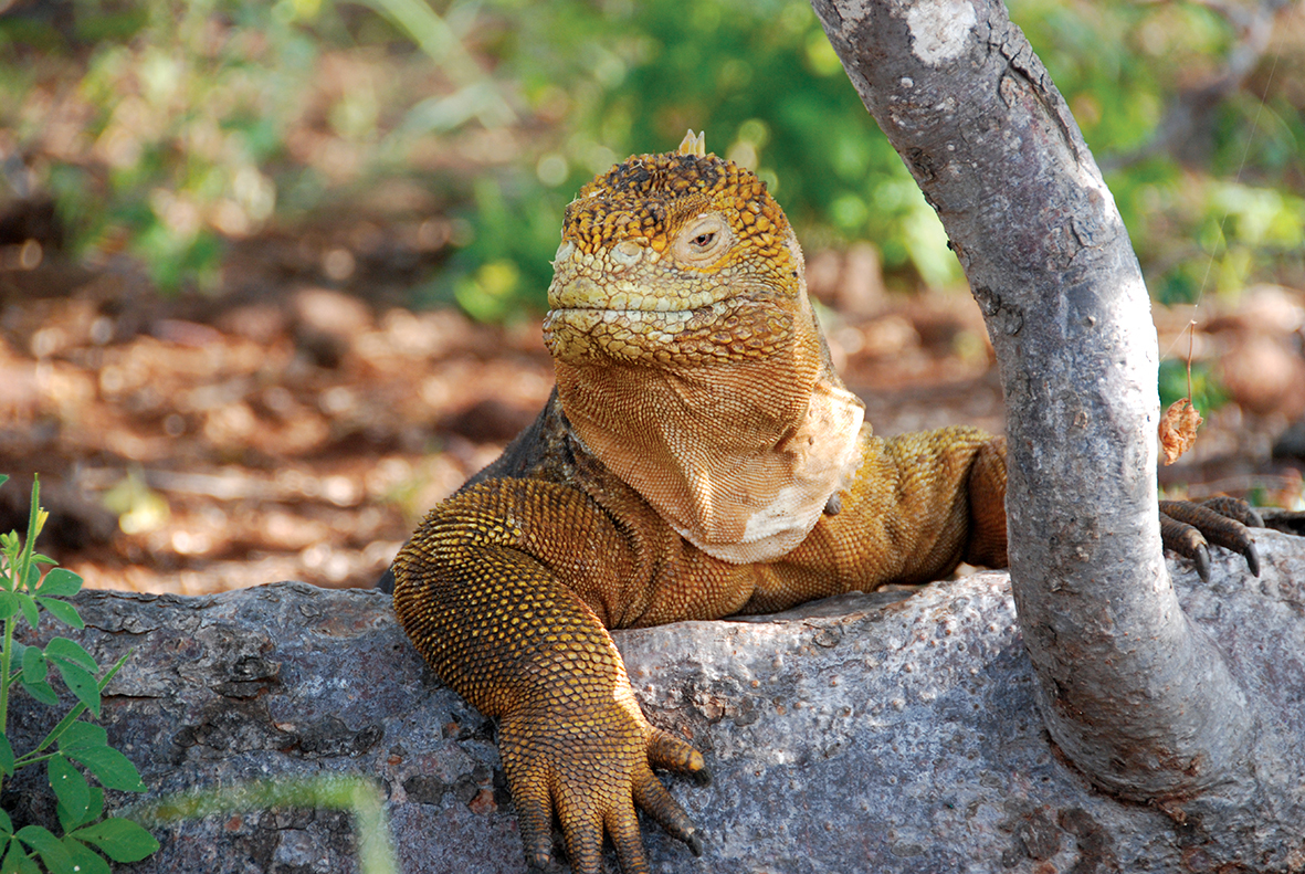 Intrepid Travel Galapagos Land Iguana Closeup