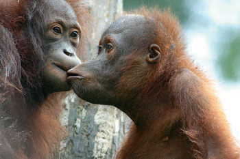 Orangutans Borneo   High  Credit Www Worldprimatesafaris Com