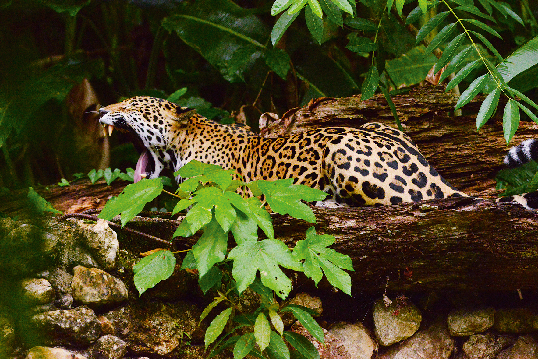 Wildlife jaguar 14665788520 o copy