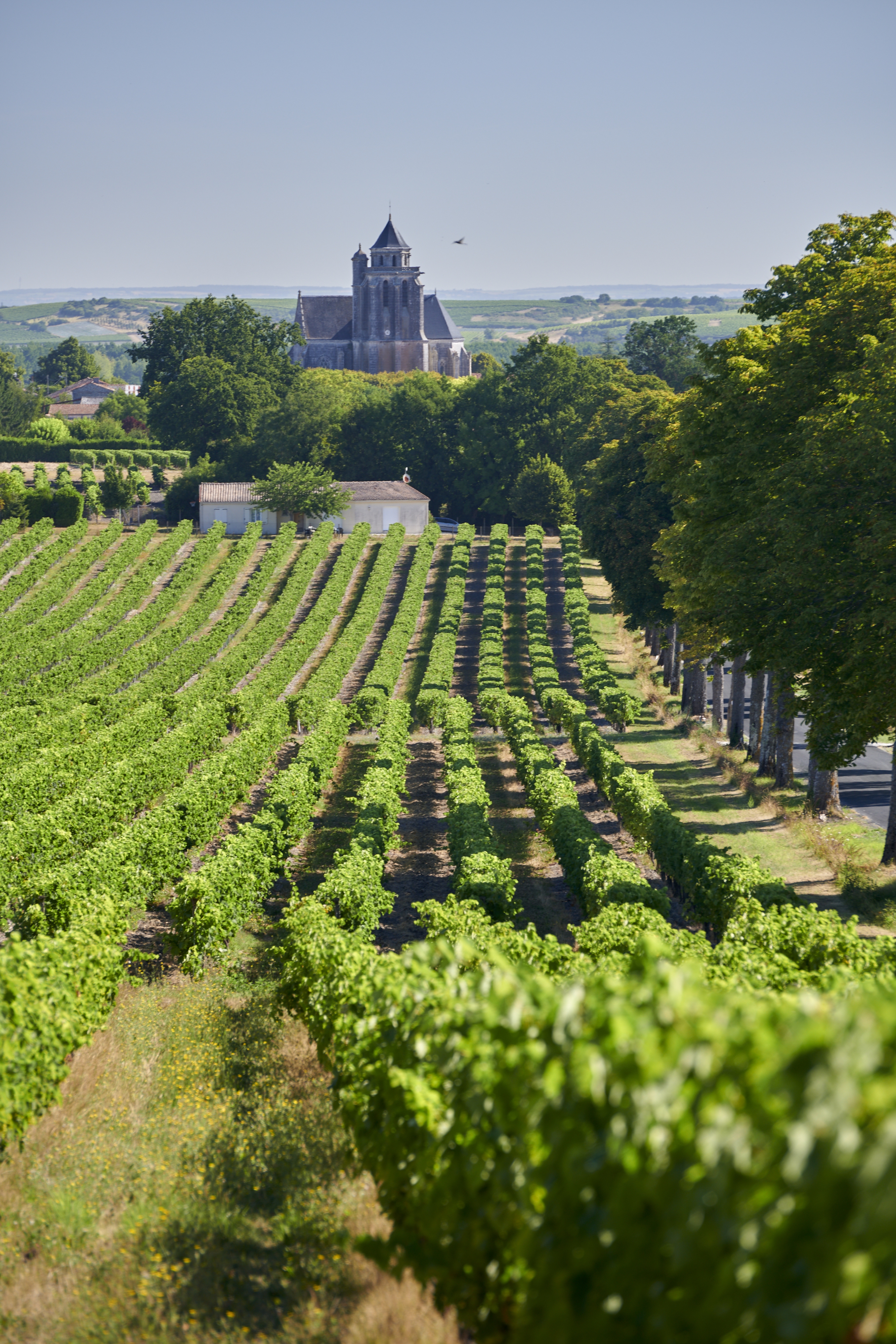 Explore Cognac credit Aurélien Terrade BNIC landscape vineyards