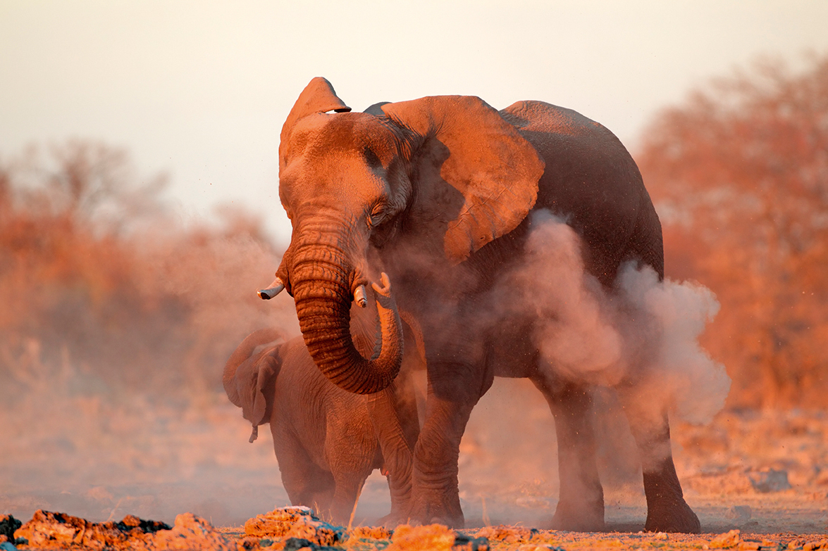 African elephant Etosha National Park Namibia shutterstock 147266945 copy