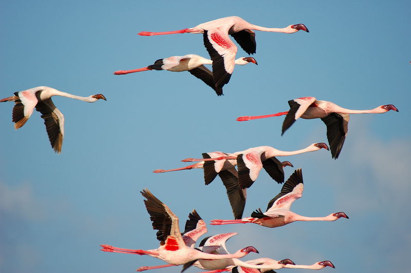 Flamingo Flug