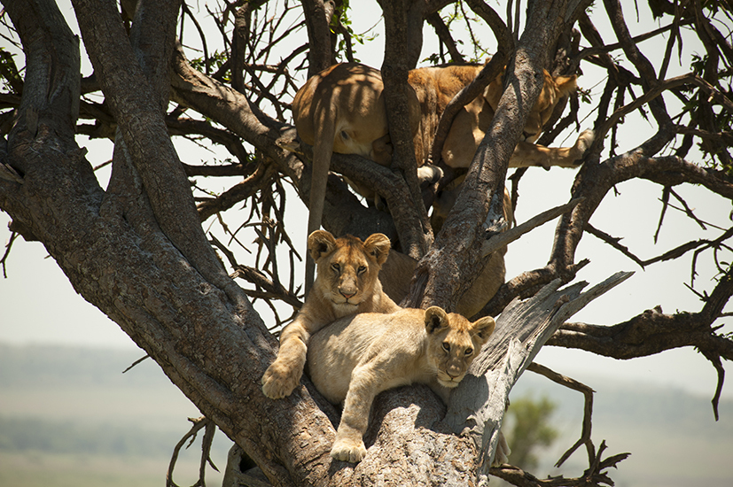 Lions In A Tree