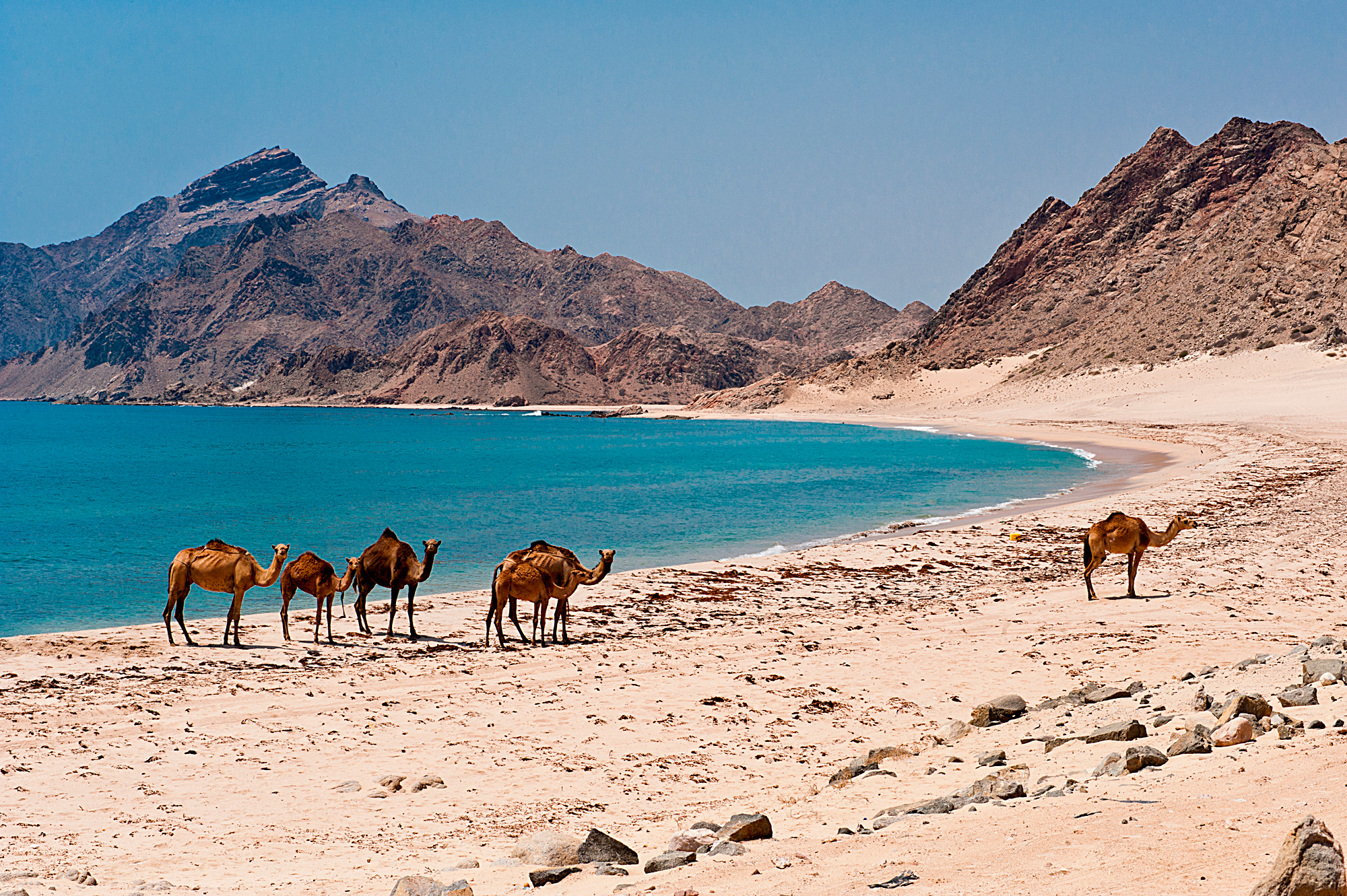 WEB Dhofar Camels in the beach in Salalah Oman 1