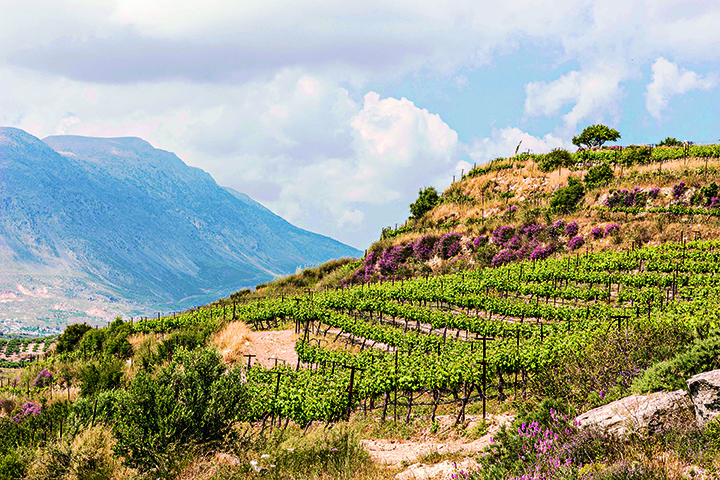 Zacharioudakis Winery Crete Landscape Vinyards 1877 WEB