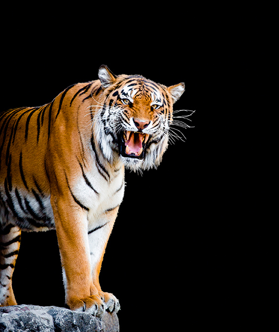 Bigstock Bengal Tiger 98460488