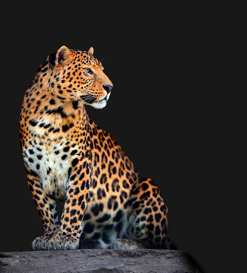 Bigstock Leopard Portrait On Dark Backg 110587274