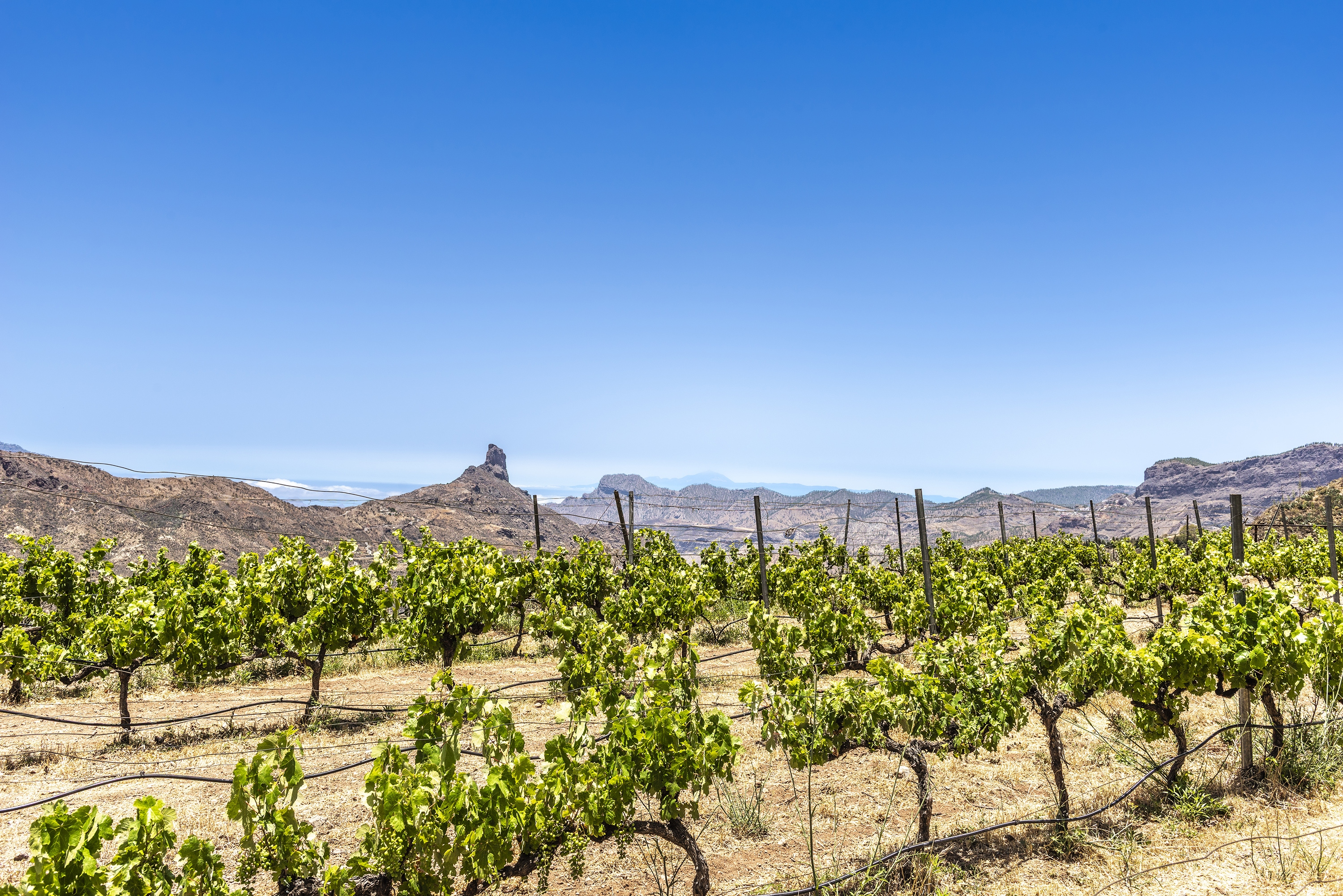 Bentayga Winery Vinyard Landscapes 0755