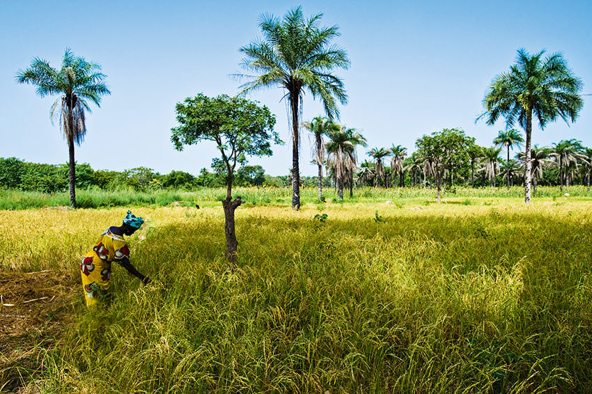 Rice  Paddy  Brikama  Gambia 3076