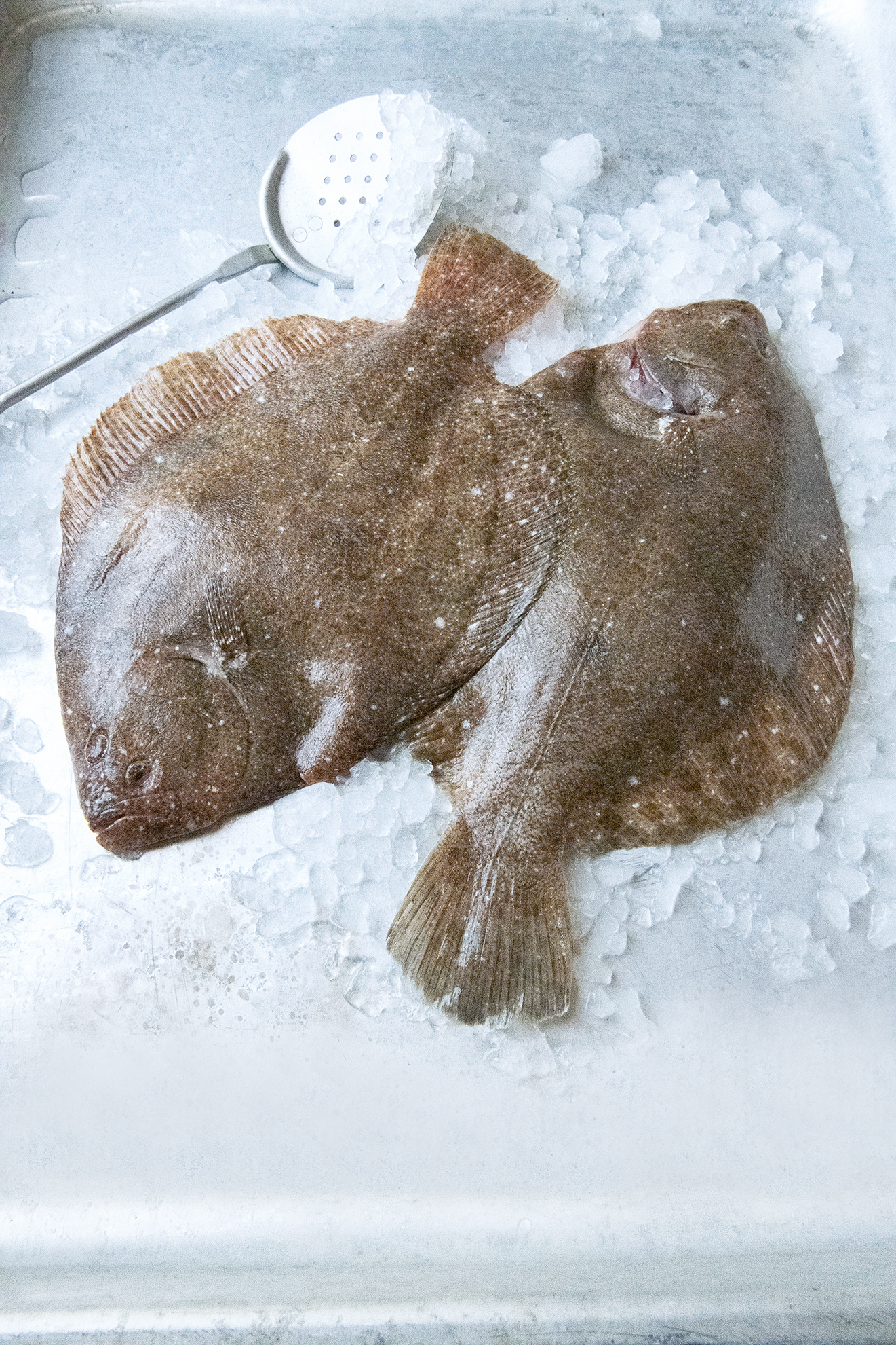 Turbot: A Delicious Flatfish – Recette Magazine