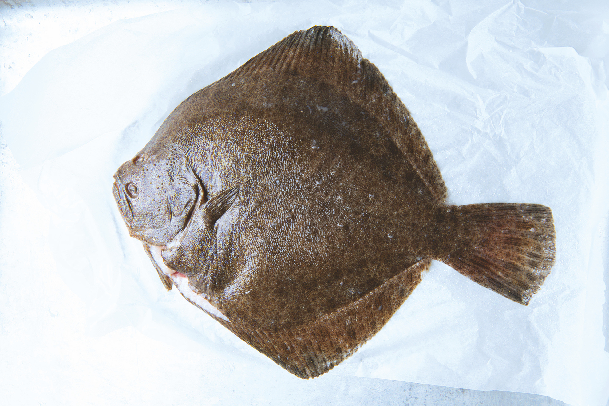 Turbot 1505 copy