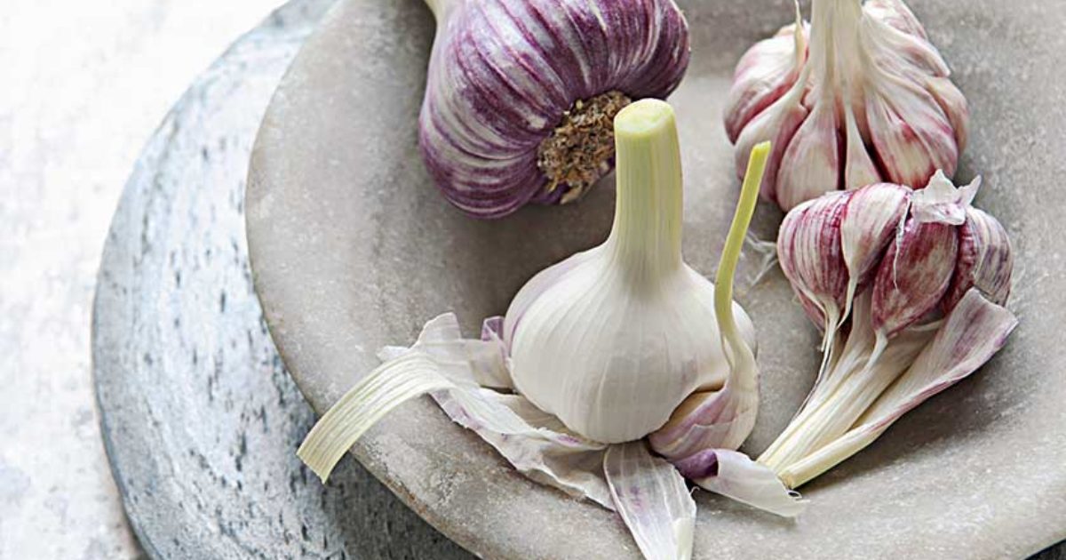 Garlic Food and Travel Magazine