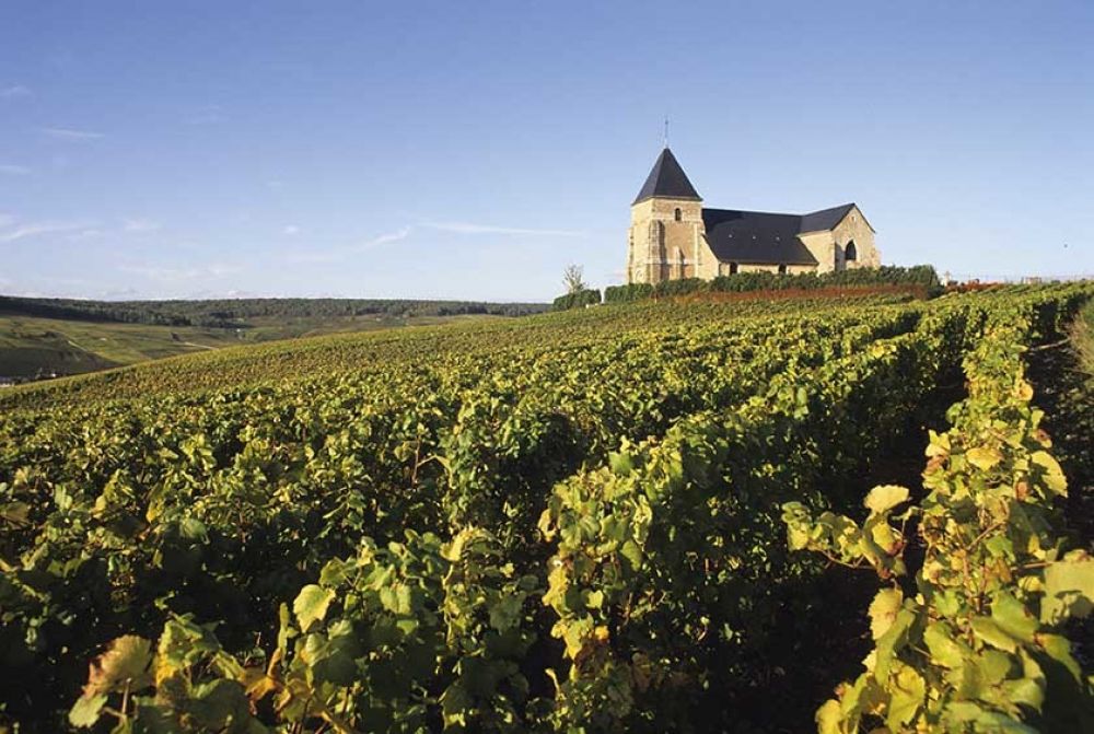 Moet and Chandon tour- Grape Escapes Wine Tours