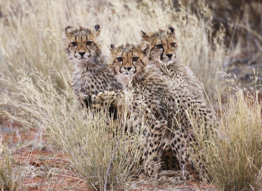 3 cheetah cubs