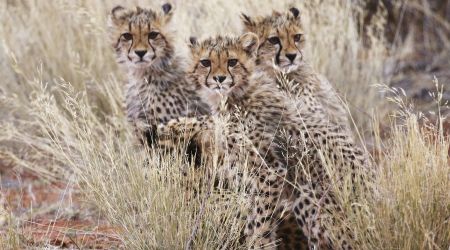 3 cheetah cubs