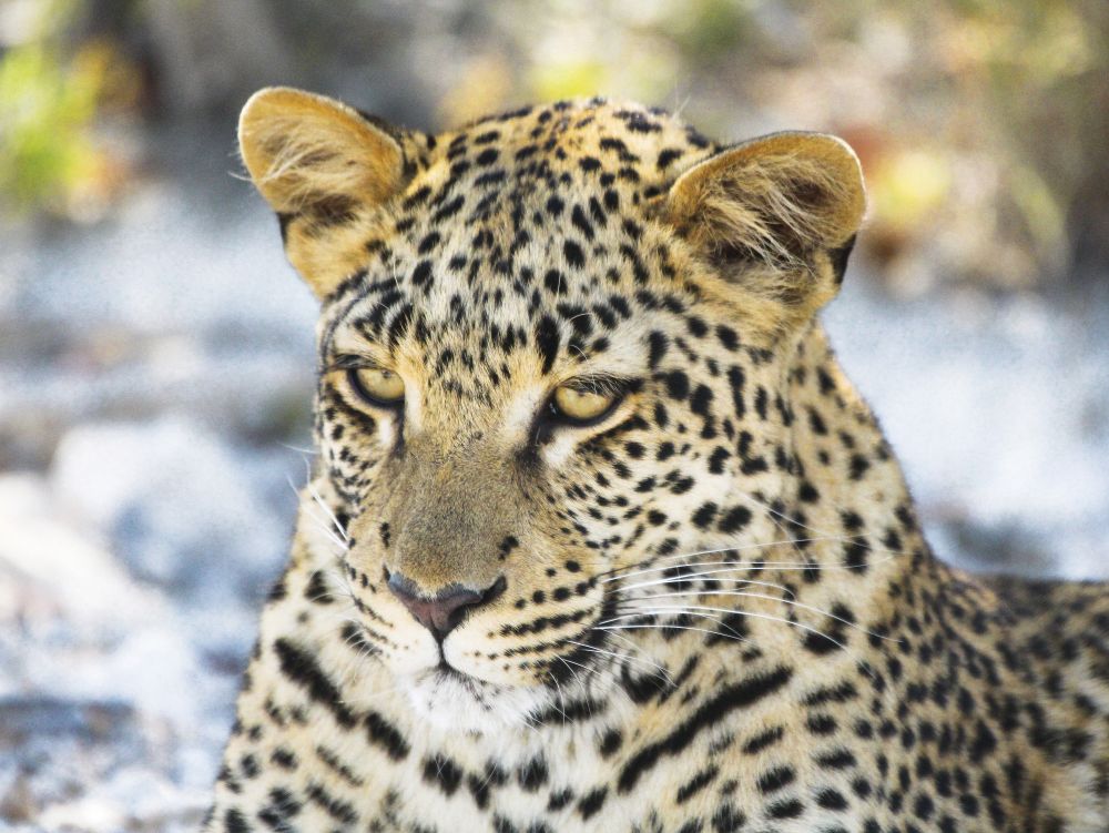 Sophia louw v5ihl FC3ja0 unsplash