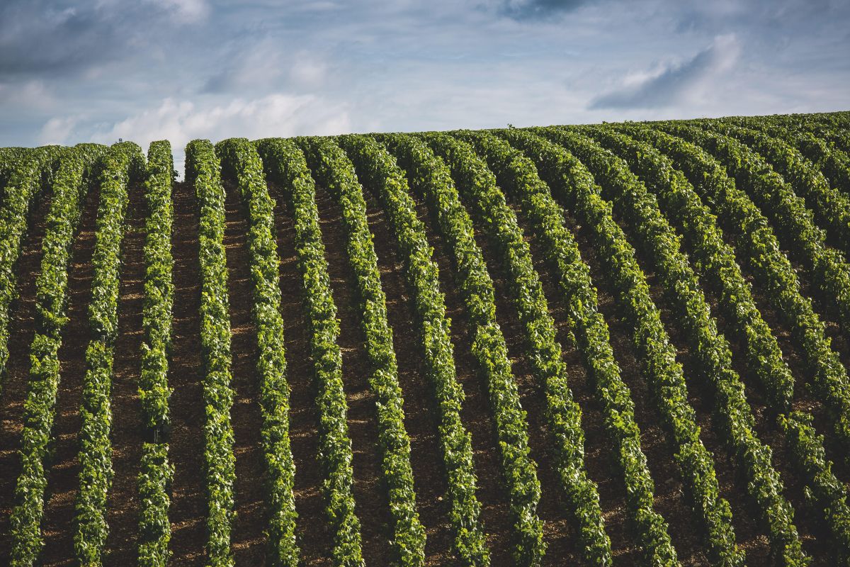 Chablis2012 70 Coteau du depuis Vaucoupin