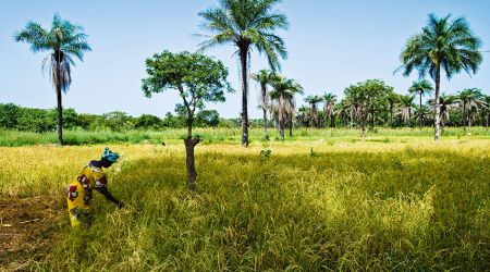 Rice  Paddy  Brikama  Gambia 3076