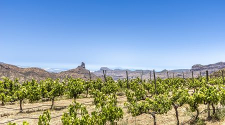 Bentayga Winery Vinyard Landscapes 0755