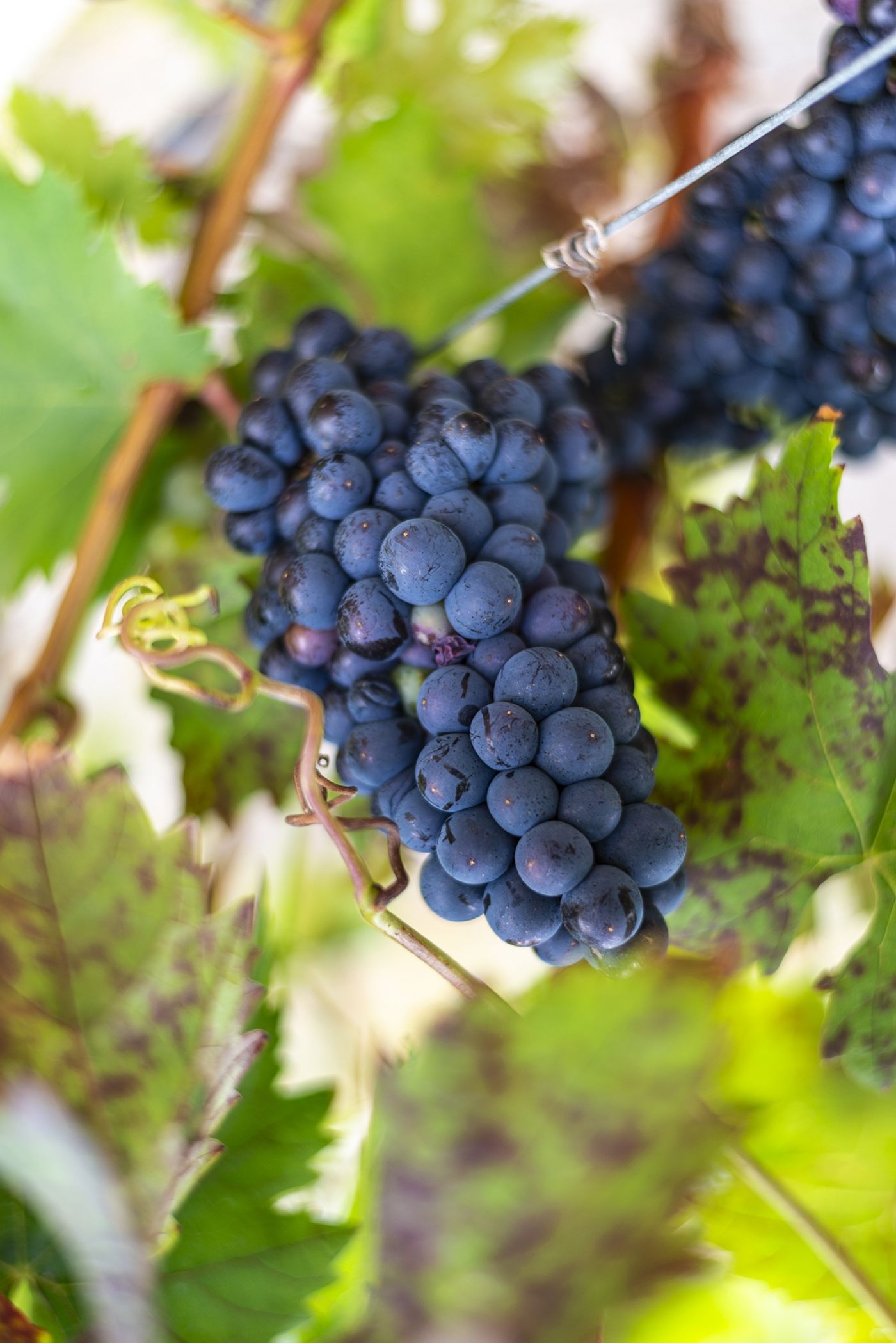 Mondalon Winery Gen Views Grapes on the vine Tintilla 9900