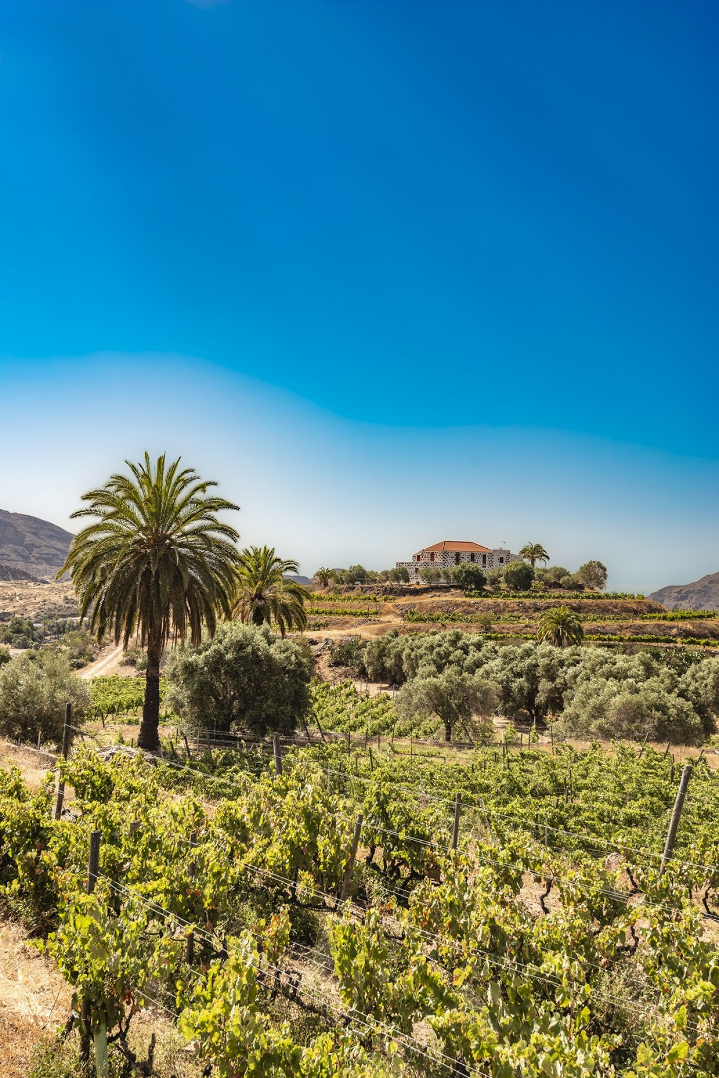 Tameran Winery Owned by footballer David Silva San Bartolomé de Tirajana Region Vinyards and Grapes 1065