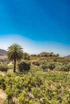 Tameran Winery Owned by footballer David Silva San Bartolomé de Tirajana Region Vinyards and Grapes 1065