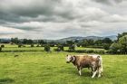 Killeavy Castle Estate Longhorn Cattle 6036