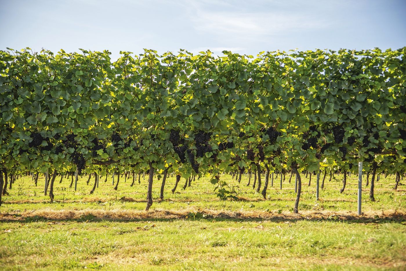 2 Charles Palmer black grape vines copy