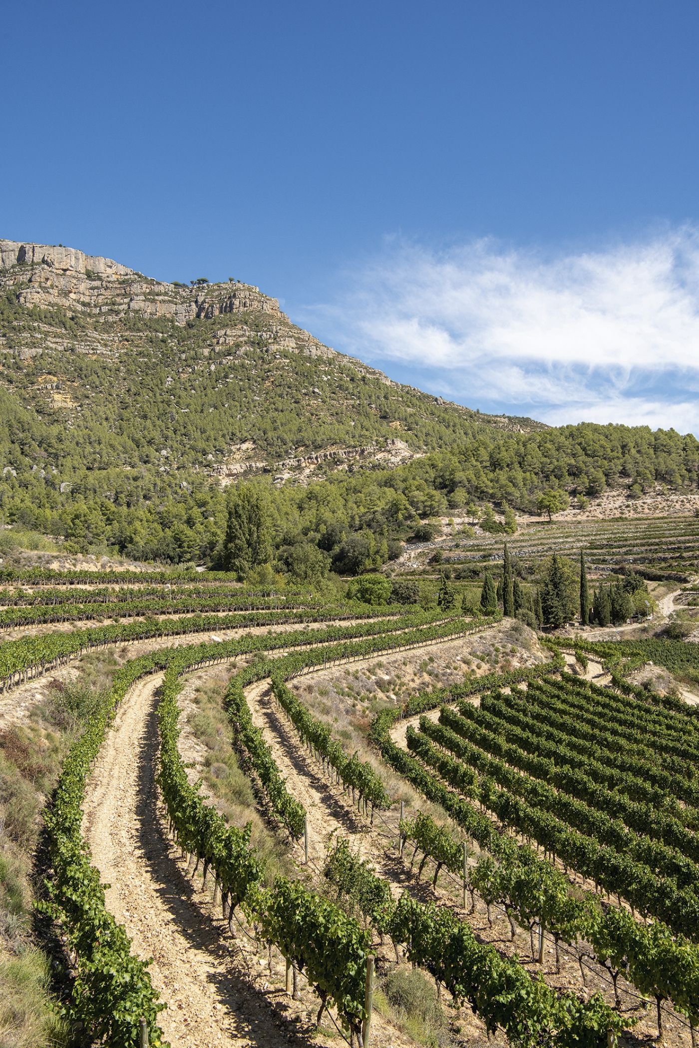 Celler Ametller001 0125