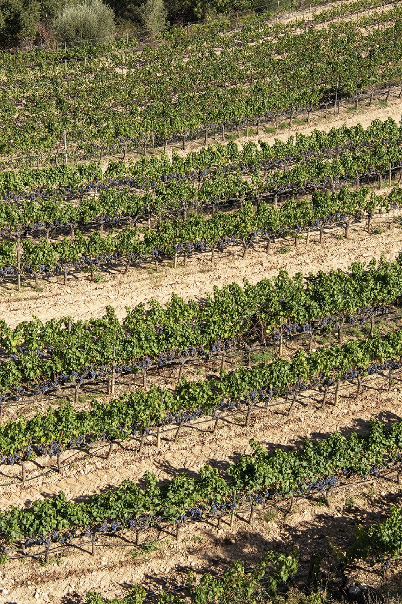 Celler Ametller006 0313