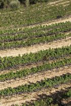 Celler Ametller006 0313