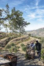 Celler Devinssi001 0984