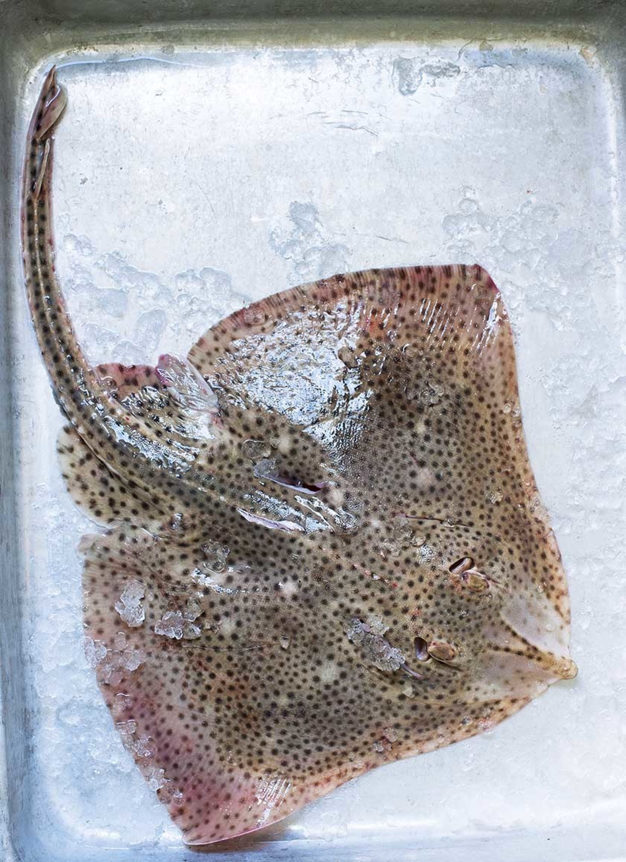 Skate Fish