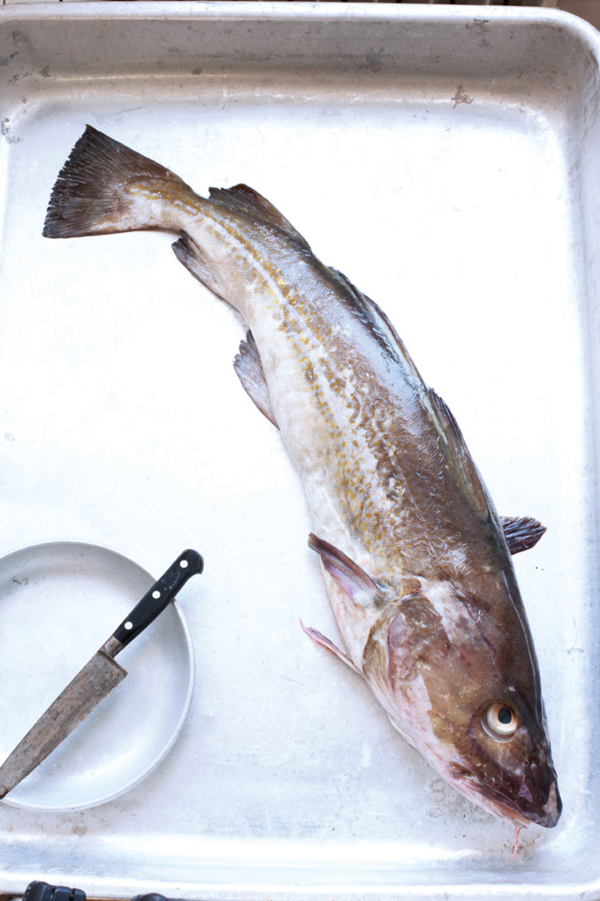 Cod 5149 2