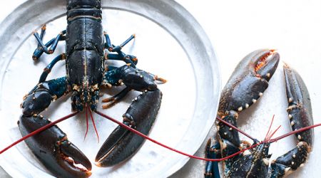 Lobster 8262