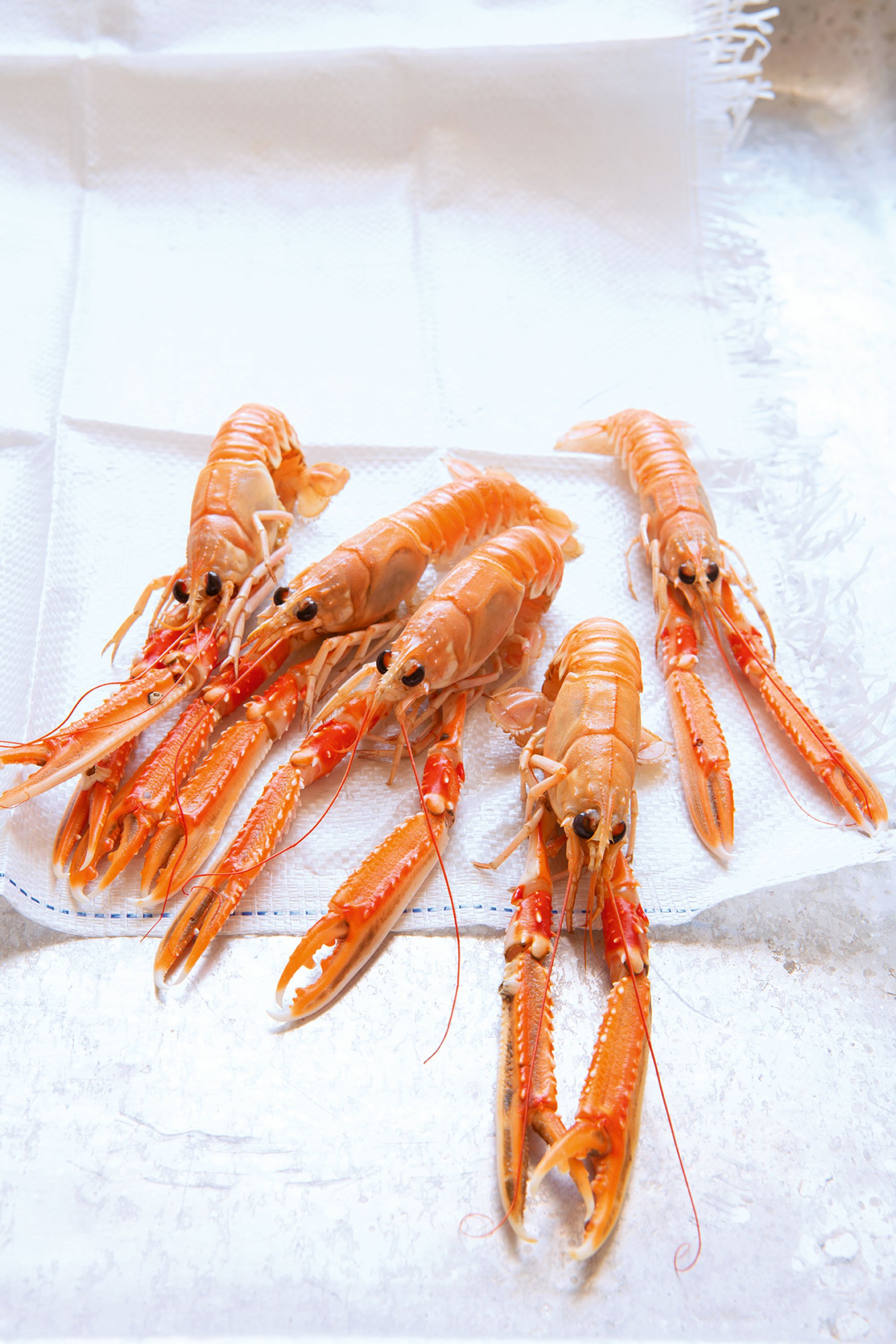 Langoustine 2013