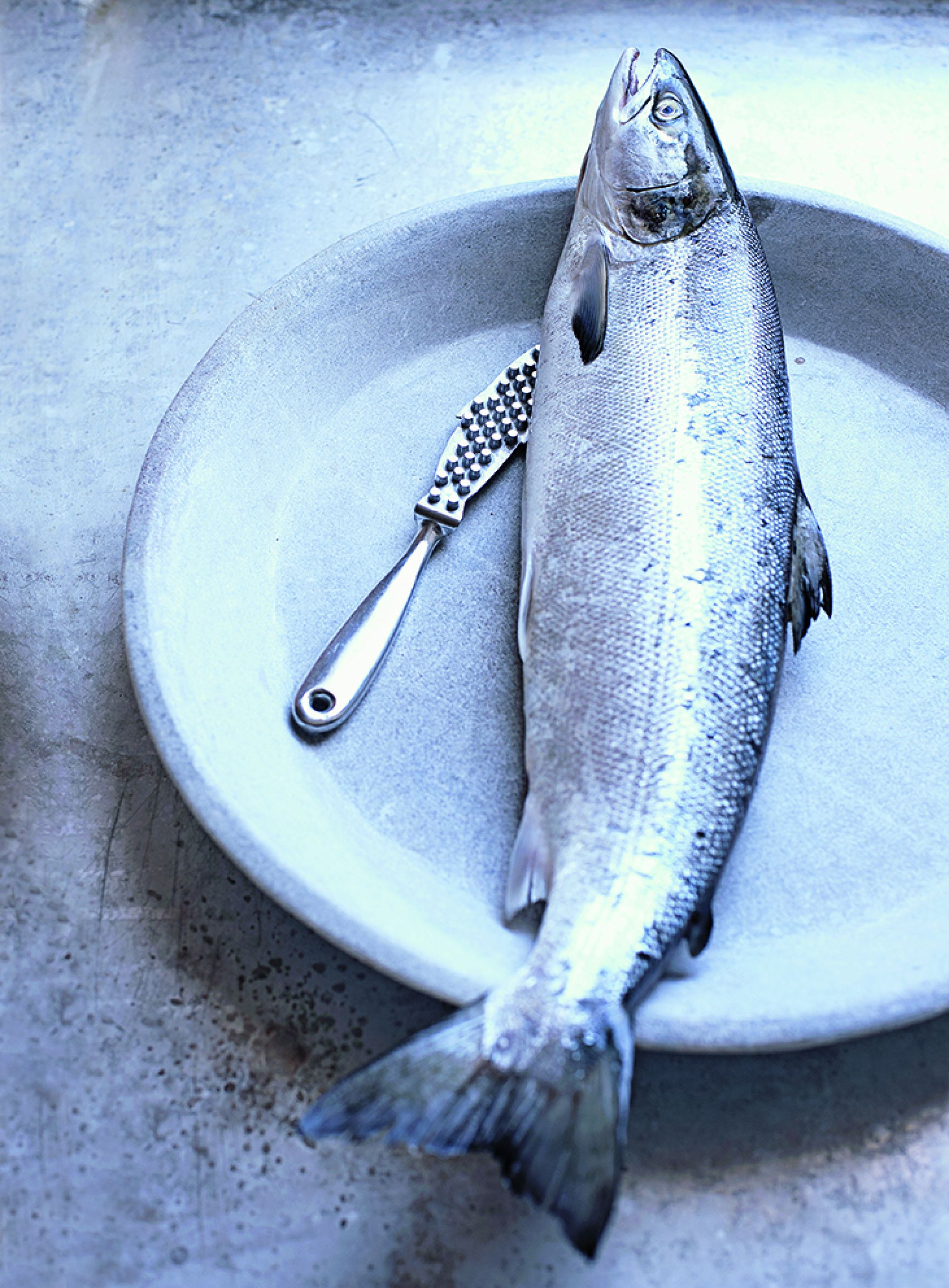 Salmon