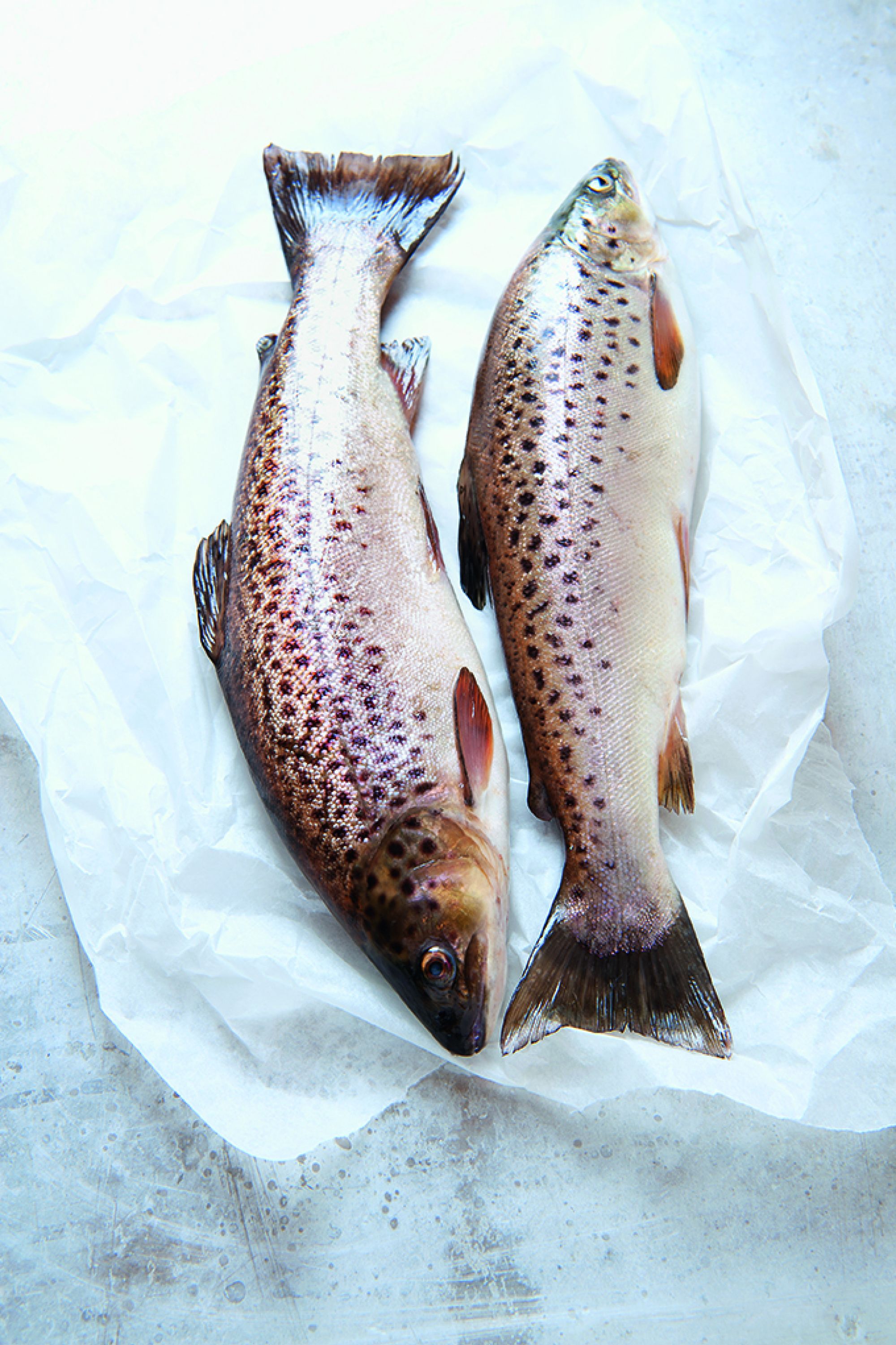 2 trout colour 5562