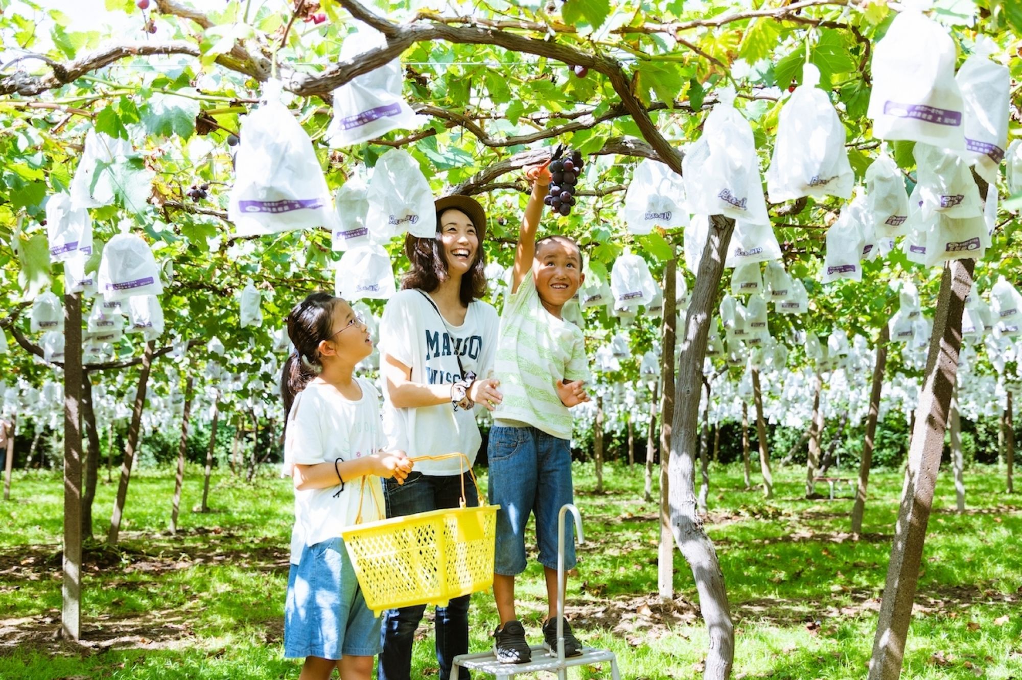 Grape picking