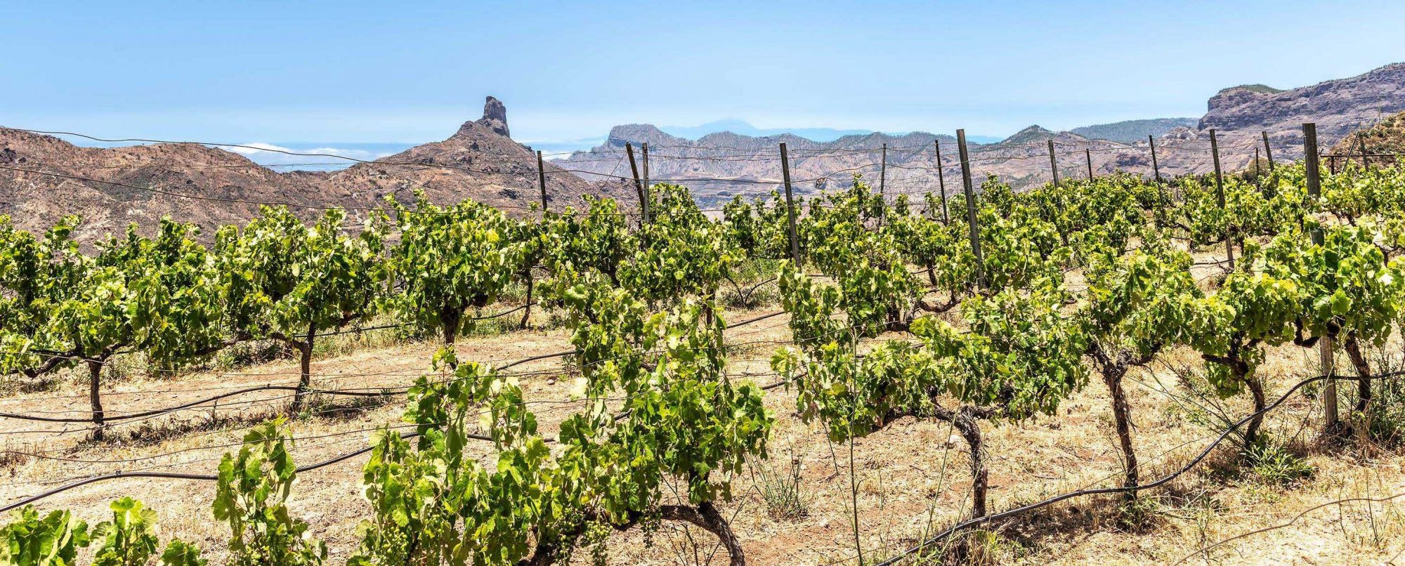 Bentayga Winery Vinyard Landscapes 0755