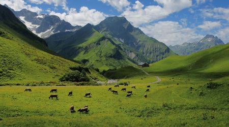 Alpe Batzen in Vorarlberg Vorarlberg Tourismus Ludwig Berchtold