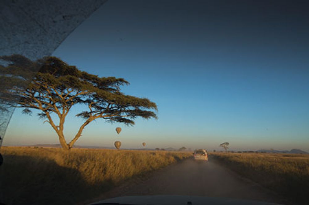 Driving The  Serengeti