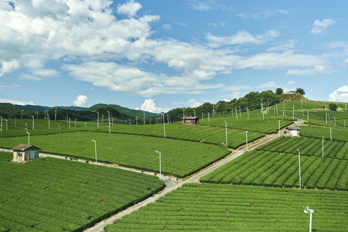 Fukuoka Yame 八女中央大茶園01 福岡県観光連盟