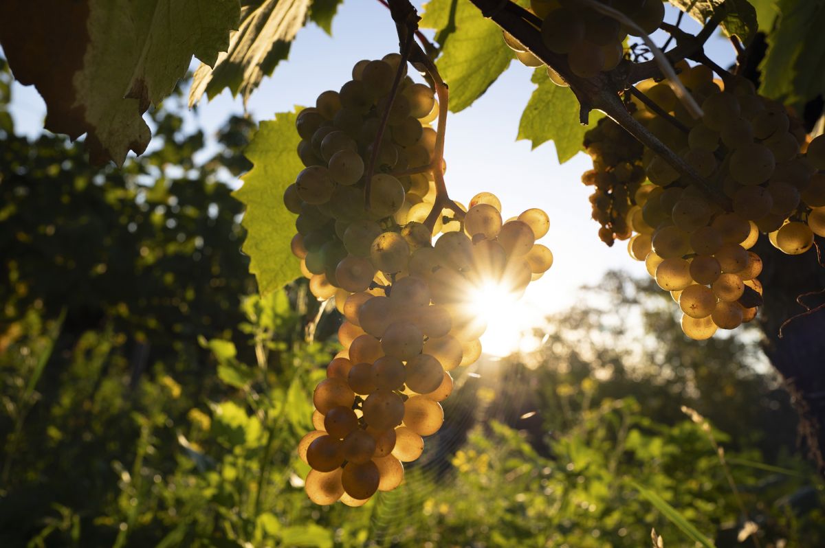 Chanterèves Aligotés L 16 Credits BIVB Michel JOLY