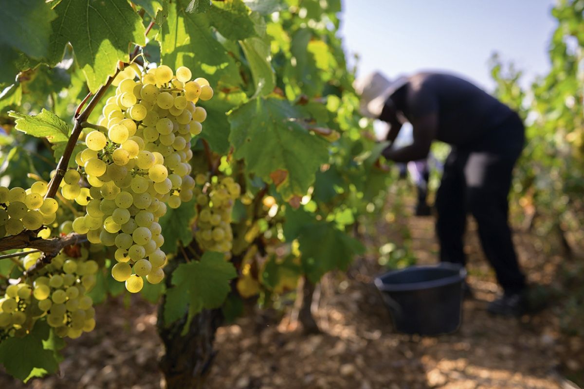 Vendanges 2023 3 Credits BIVB Michel JOLY