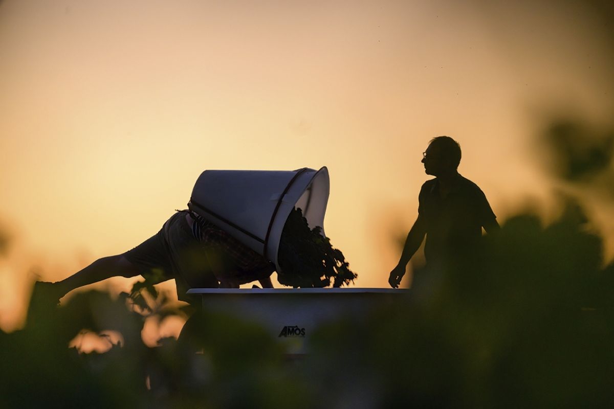 Vendanges 2023 12 Credits BIVB Michel JOLY