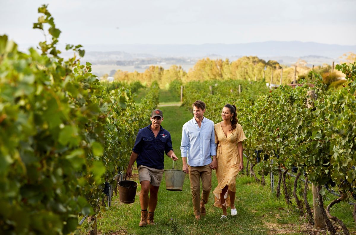 Couple enjoying a tour of the vineyard with Printhie Wines sales manager Dave Swift in Nashdale near Orange