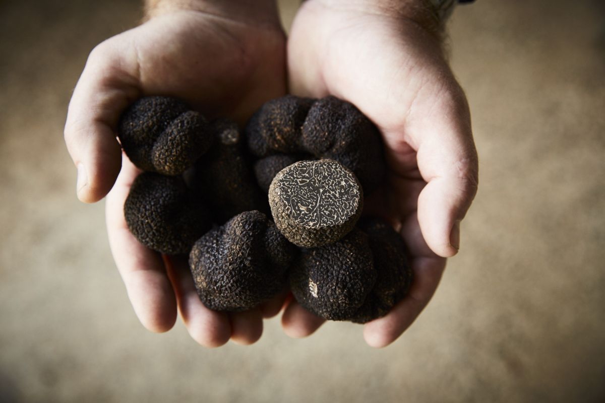 WA Truffle hunting